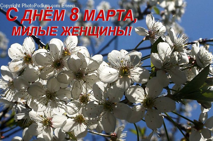Blossom, Flora, Flower, Plant, Cherry Blossom, Daisies, Daisy