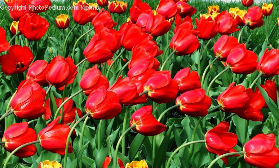 Blossom, Flora, Flower, Plant, Tulip