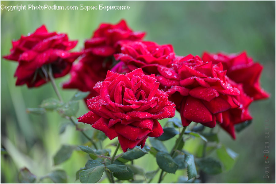 Blossom, Carnation, Flower, Plant, Flora, Geranium, Flower Arrangement