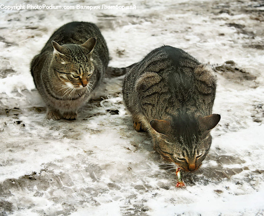 Animal, Cat, Mammal, Pet, Abyssinian, Boar, Hog