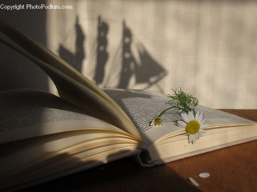 Flower Arrangement, Ikebana, Plant, Potted Plant, Vase, Daisies, Daisy