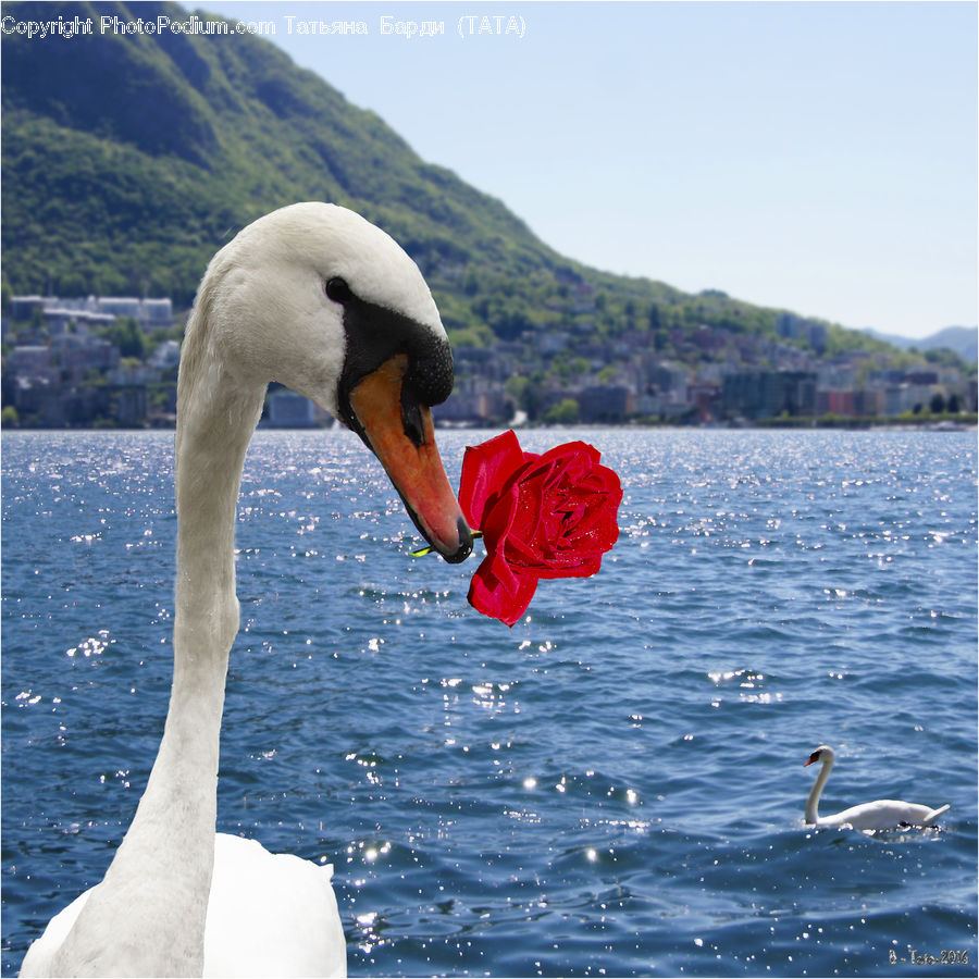 Beak, Bird, Swan, Waterfowl, Black Swan, Leisure Activities, Head