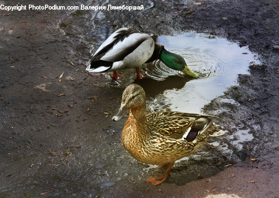 Bird, Duck, Teal, Waterfowl, Mallard, Beak