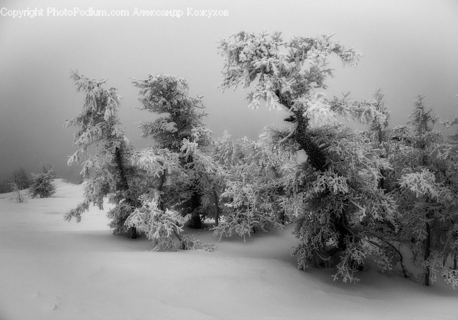 Conifer, Fir, Plant, Tree, Bush, Vegetation, Blossom