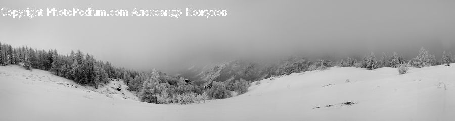 Ice, Outdoors, Snow, Conifer, Fir, Pine, Spruce