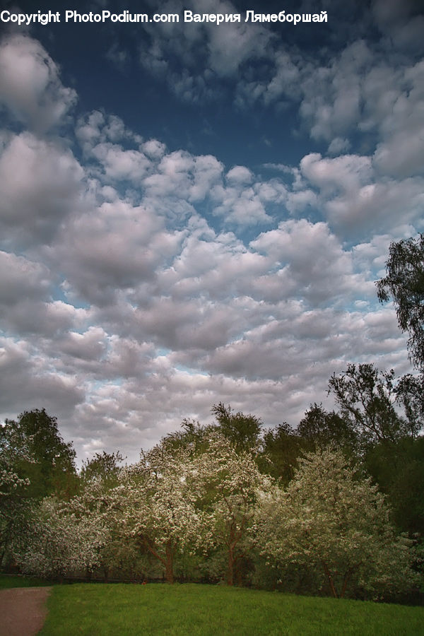 Cloud, Cumulus, Sky, Azure Sky, Outdoors, Landscape, Nature