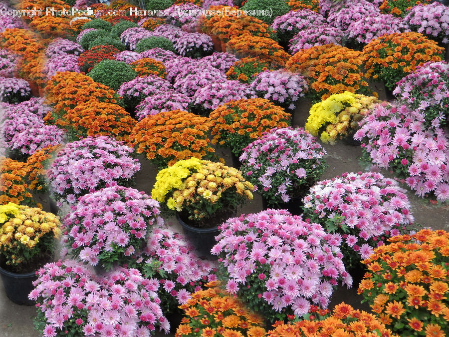 Plant, Potted Plant, Blossom, Flora, Flower, Bush, Vegetation