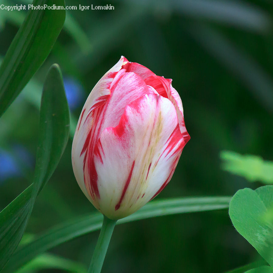 Bud, Plant, Blossom, Flora, Flower, Tulip, Carnation