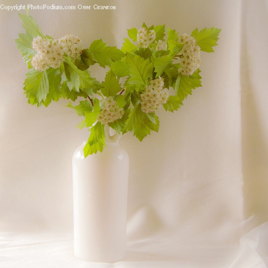 Blossom, Flower, Lilac, Plant, Flower Arrangement, Ikebana, Potted Plant