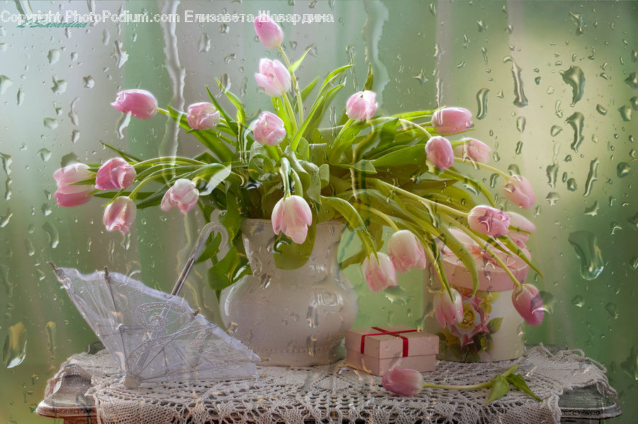Flower, Lily, Plant, Pond Lily, Birthday Cake, Cake, Dessert