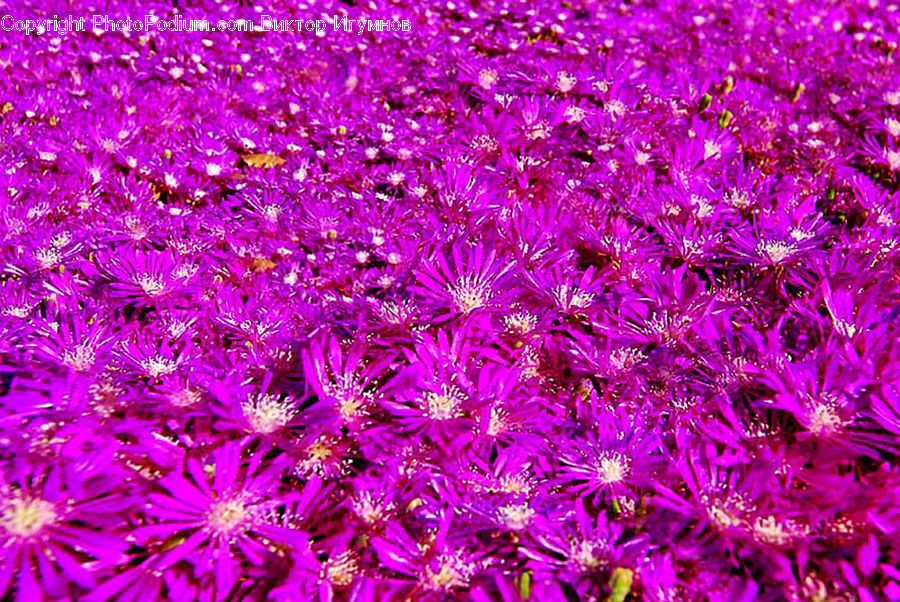 Aster, Blossom, Flower, Plant, Flora