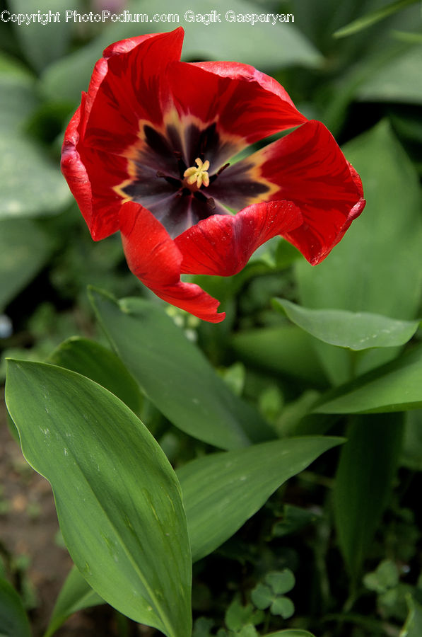 Flora, Flower, Gladiolus, Plant, Blossom, Geranium