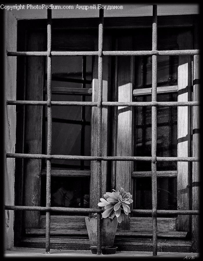 Pot, Pottery, Window, Plant, Blossom, Flora, Flower