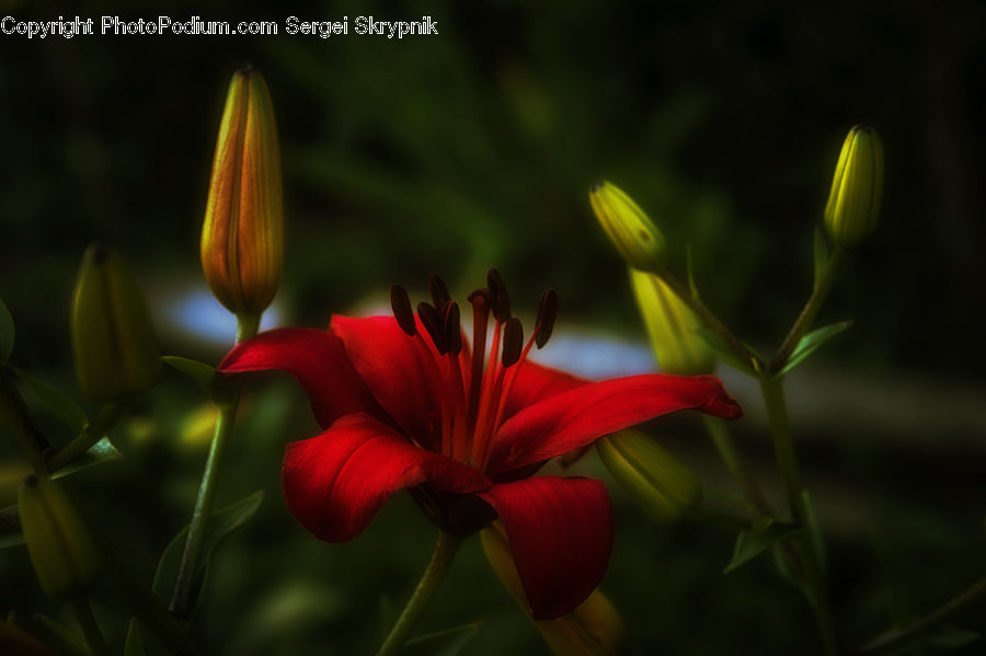 Bud, Plant, Blossom, Flora, Flower, Geranium, Dahlia
