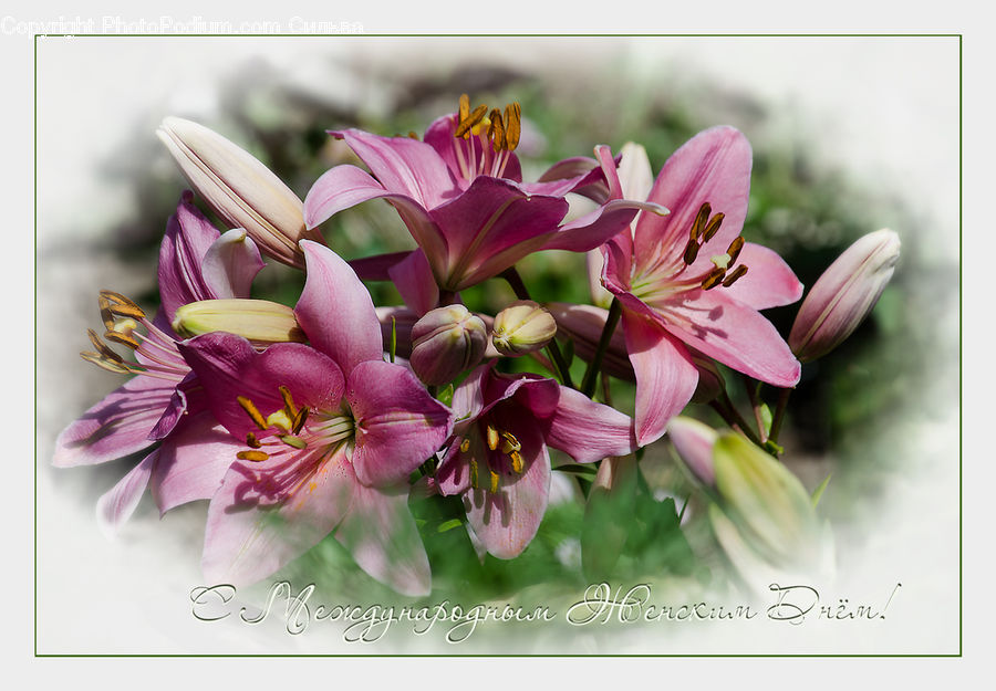 Flower, Flower Arrangement, Flower Bouquet, Blossom, Flora, Geranium, Plant