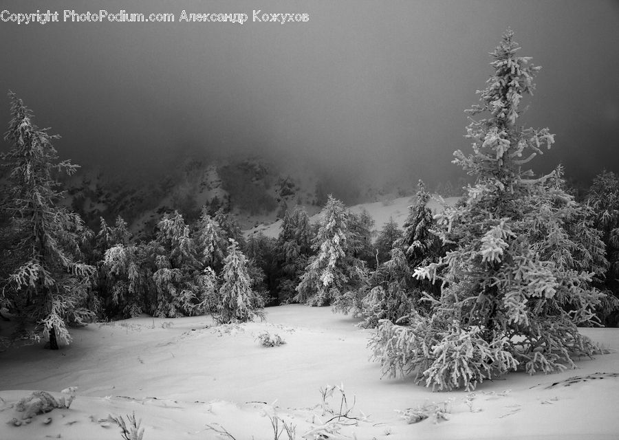 Frost, Ice, Outdoors, Snow, Conifer, Fir, Plant