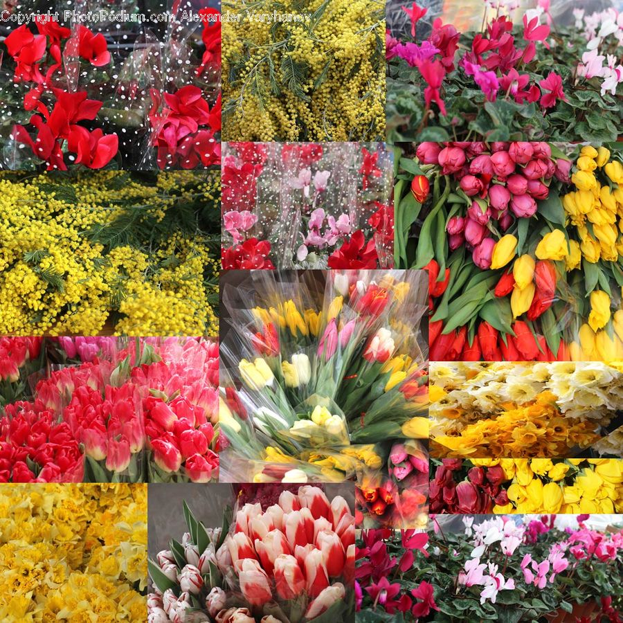 Blossom, Flora, Flower, Plant, Tulip, Collage, Poster