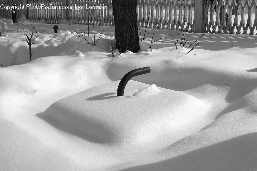 Ice, Outdoors, Snow, Oak, Tree, Wood, Plant