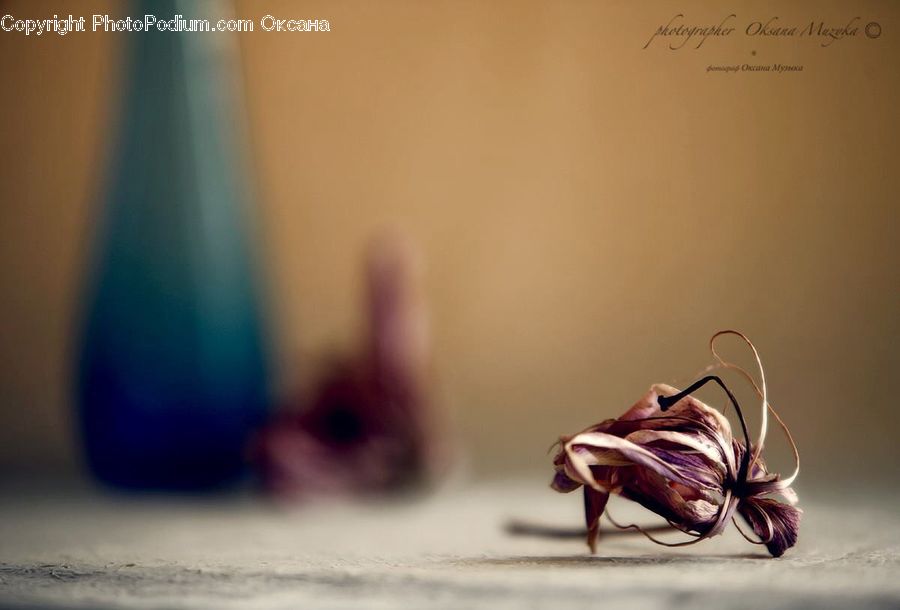 Crawling, Cockroach, Insect, Invertebrate, Asteraceae, Blossom, Flora