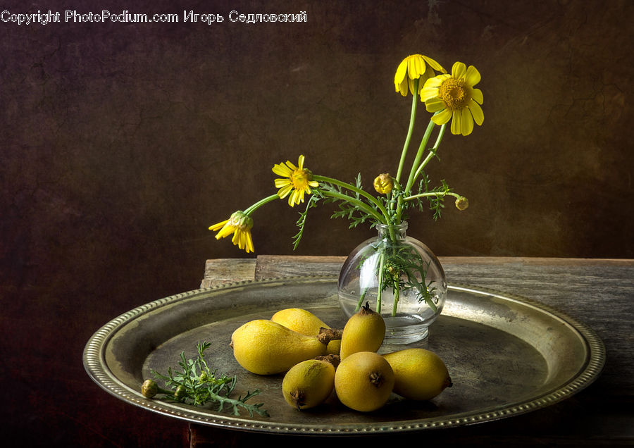Plant, Potted Plant, Citrus Fruit, Fruit, Grapefruit, Asteraceae, Blossom