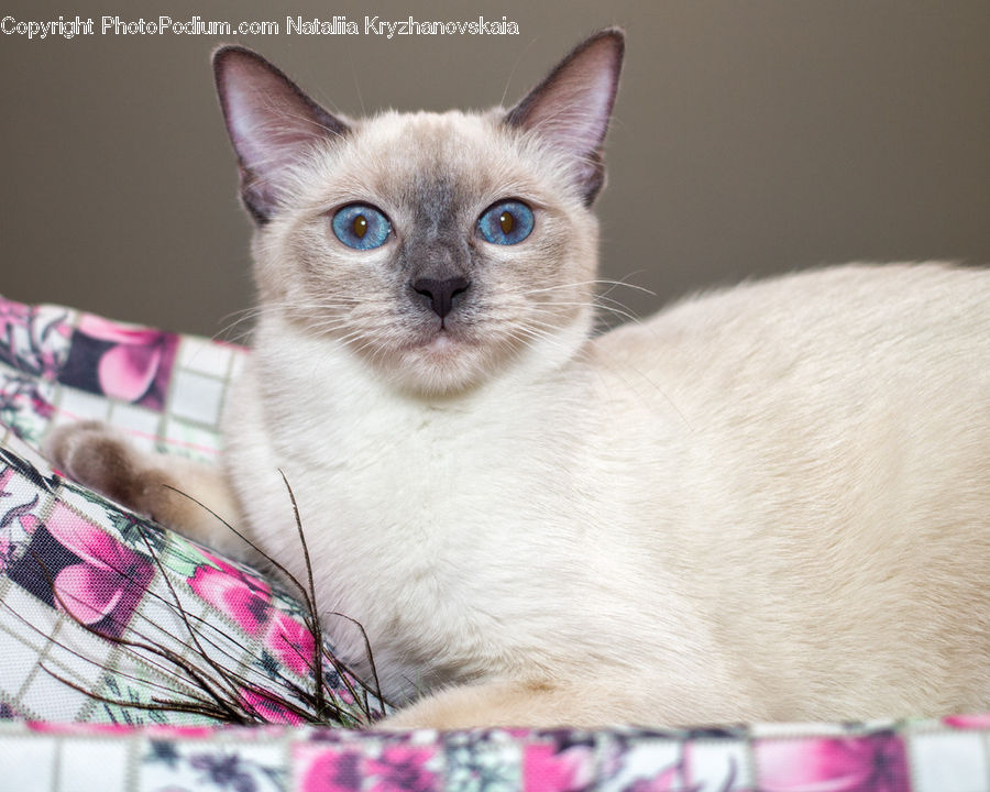 Animal, Cat, Pet, Siamese, Kitten, Mammal
