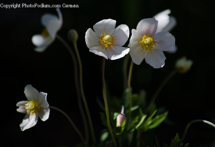 Blossom, Flora, Flower, Plant, Anemone, Pollen, Daffodil