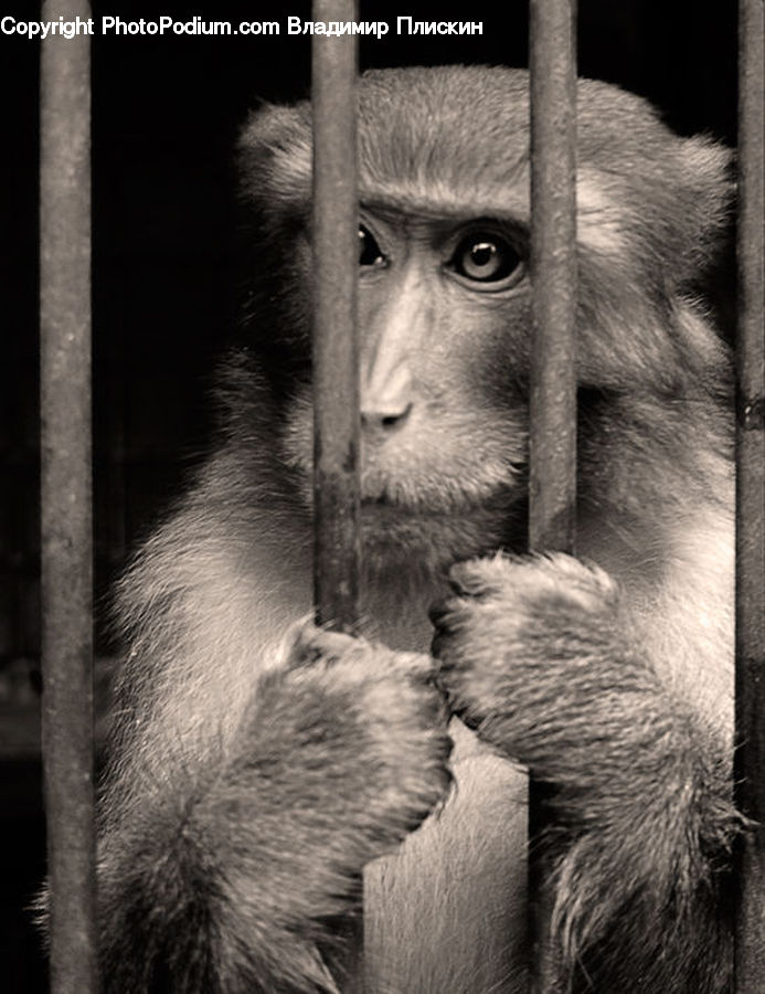 Animal, Baboon, Mammal, Monkey, Ape