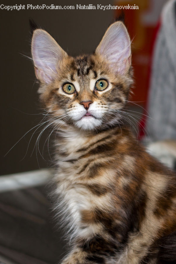 Animal, Cat, Kitten, Mammal, Pet, Hardwood, Wood