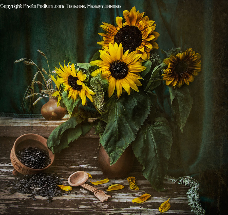 Plant, Potted Plant, Blossom, Flora, Flower, Sunflower, Flower Arrangement