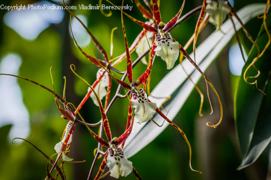 Plant, Vine, Arachnid, Garden Spider, Insect, Invertebrate, Spider