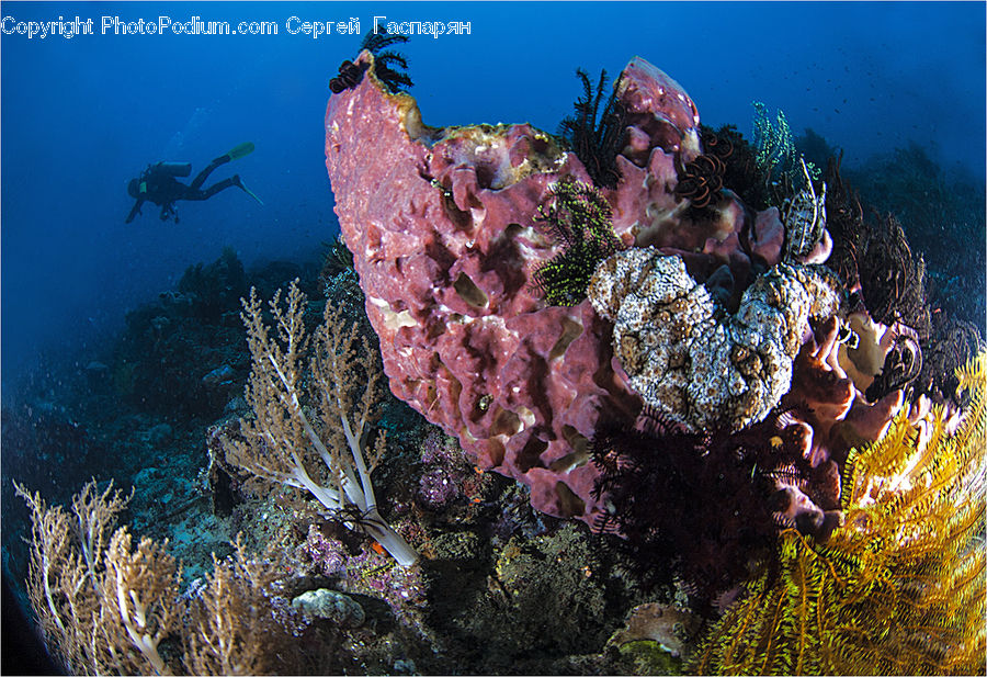 Coral Reef, Outdoors, Reef, Sea, Sea Life, Water, Diver