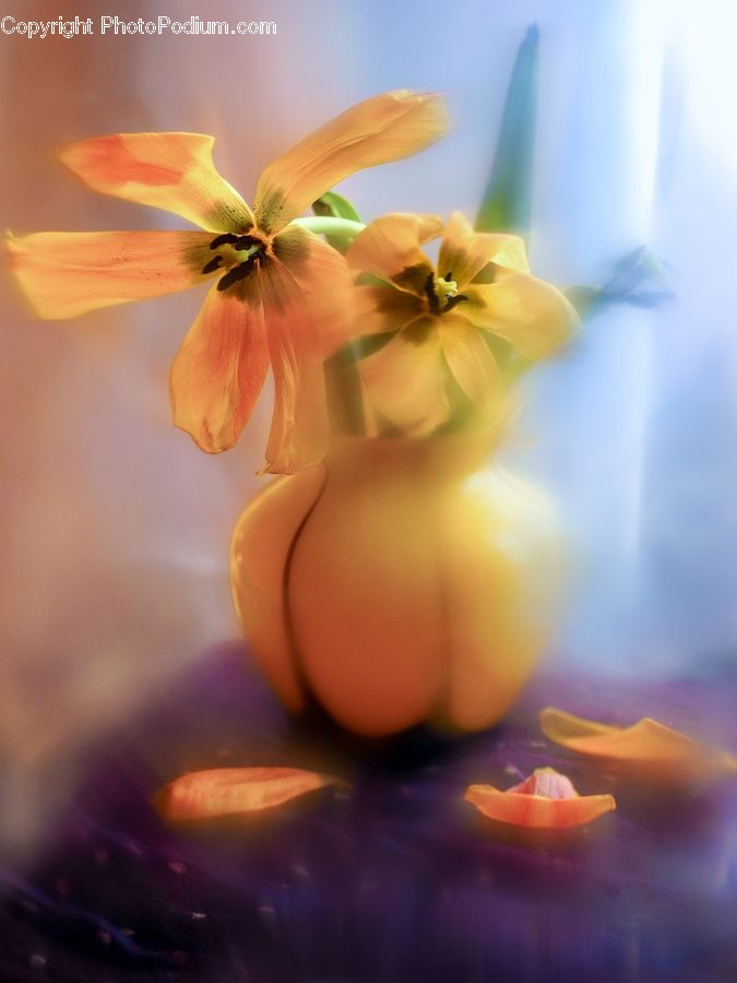 Blossom, Flora, Flower, Geranium, Plant, Amaryllis, Gladiolus