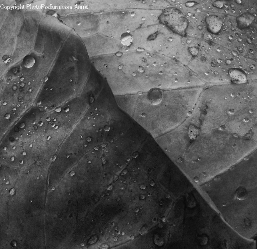 Veins, Blossom, Flora, Flower, Petal, Plant