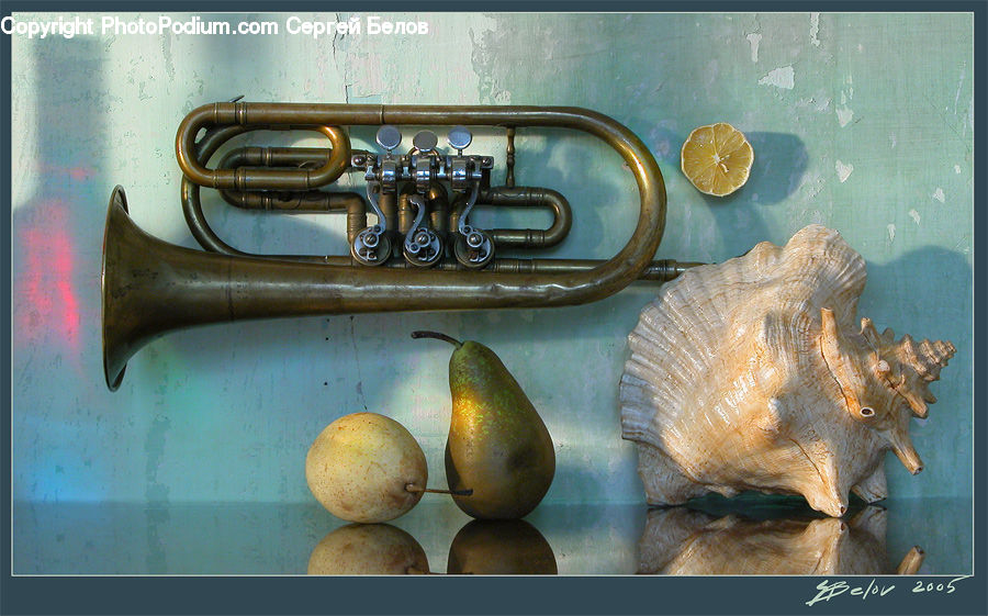 Conch, Invertebrate, Sea Life, Seashell, Fruit, Pear, Brass Section
