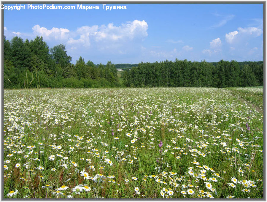 Field, Grass, Grassland, Meadow, Outdoors, Pasture, Daisies