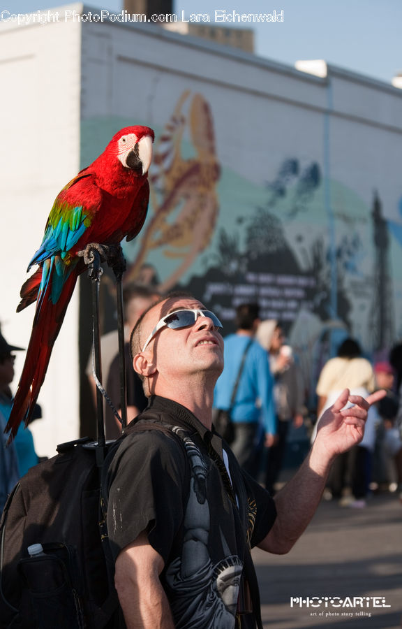 People, Person, Human, Bird, Macaw, Parrot, Beak