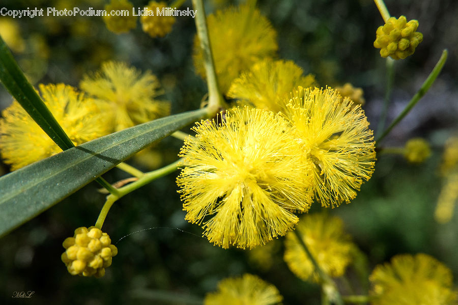 Flower, Mimosa, Plant, Asteraceae, Blossom, Flora, Fruit