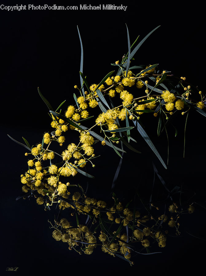 Dill, Plant, Flower, Mimosa, Apiaceae, Blossom, Flora
