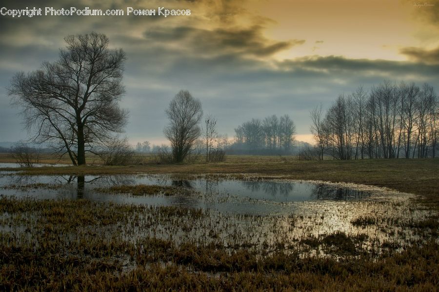 Land, Marsh, Pond, Swamp, Water, Field, Grass