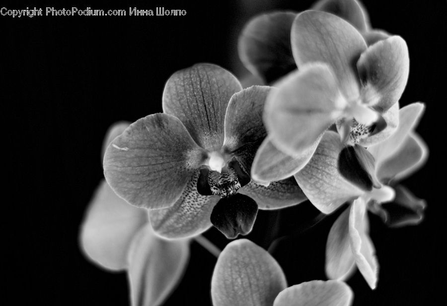 People, Person, Human, Fruit, Peach, Blossom, Flora