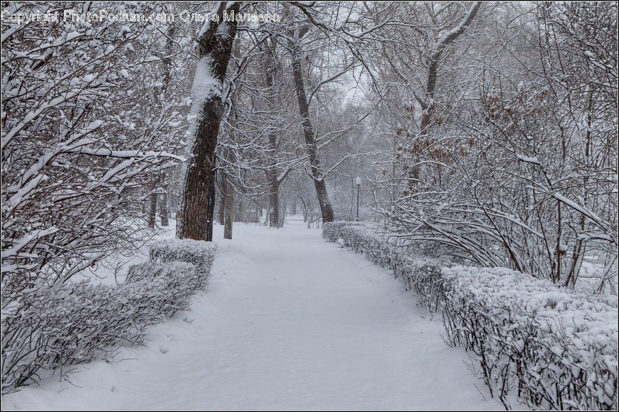 Ice, Outdoors, Snow, Landscape, Nature, Scenery, Plant