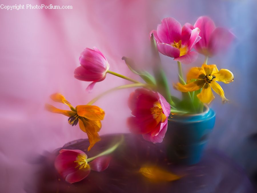 Blossom, Flora, Flower, Geranium, Plant, Crocus, Tulip