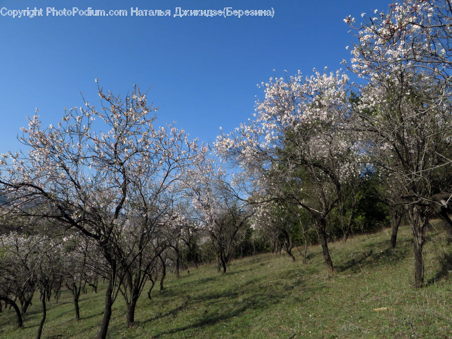 Blossom, Cherry Blossom, Flower, Plant, Tree, Flora, Forest