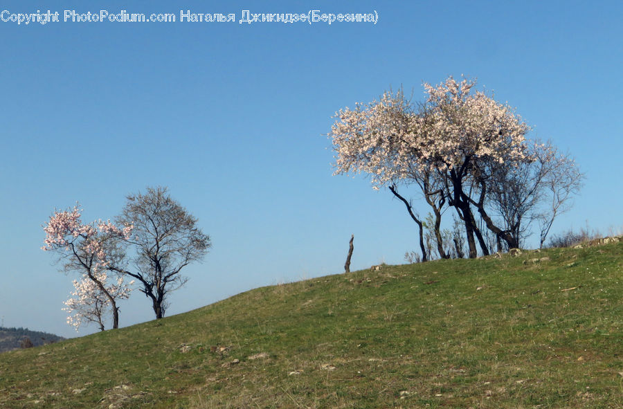 Grassland, Mound, Field, Grass, Land, Outdoors, Blossom