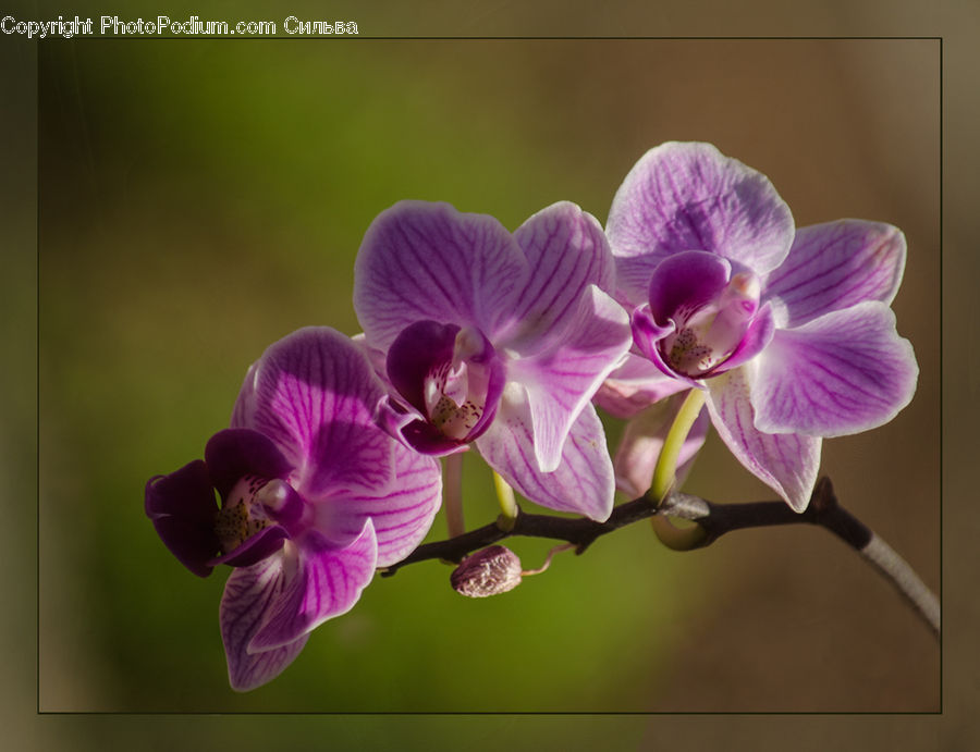 Blossom, Flora, Flower, Geranium, Plant, Orchid, Lilac