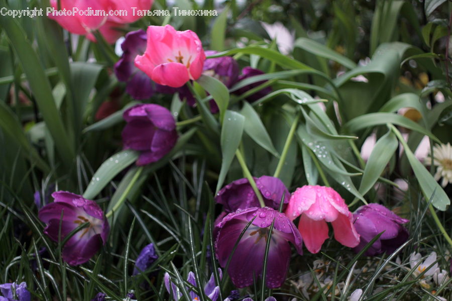 Blossom, Crocus, Flora, Flower, Plant, Tulip, Petal