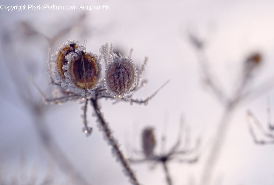Frost, Ice, Outdoors, Snow, Blossom, Flora, Flower
