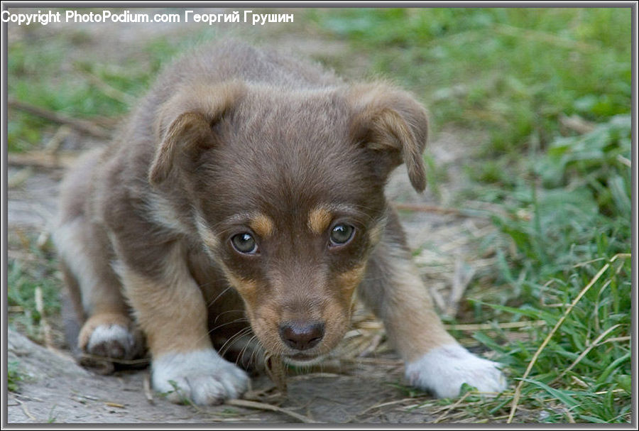 Animal, Canine, Dog, Mammal, Pet, Puppy, Collie