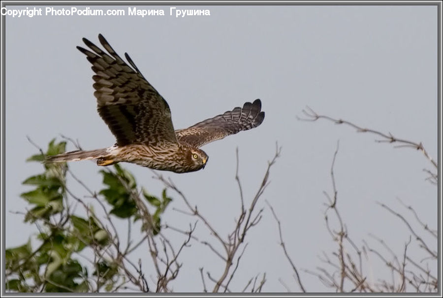 Accipiter, Bird, Buzzard, Harrier, Hawk, Vulture, Beak