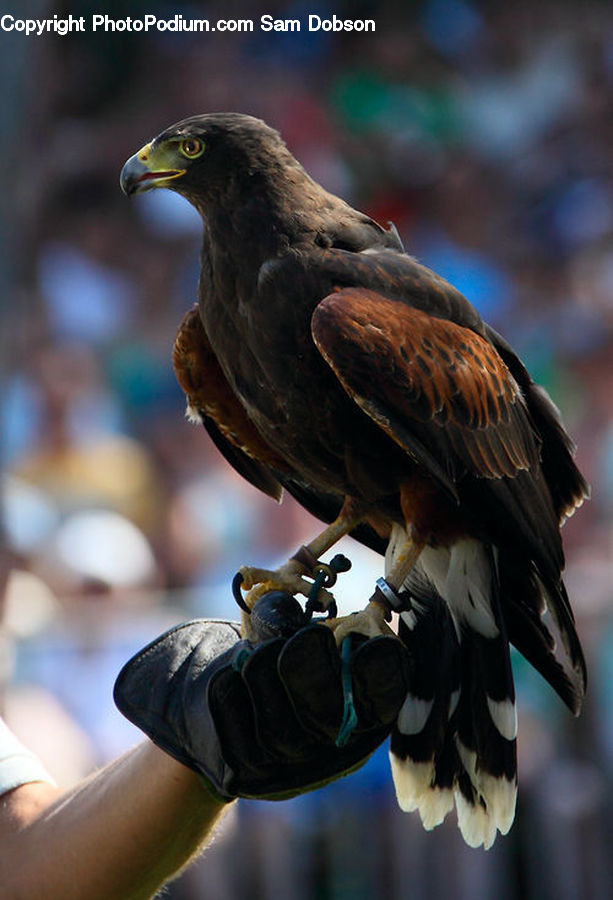 Bird, Buzzard, Harrier, Hawk, Vulture, Beak, Eagle